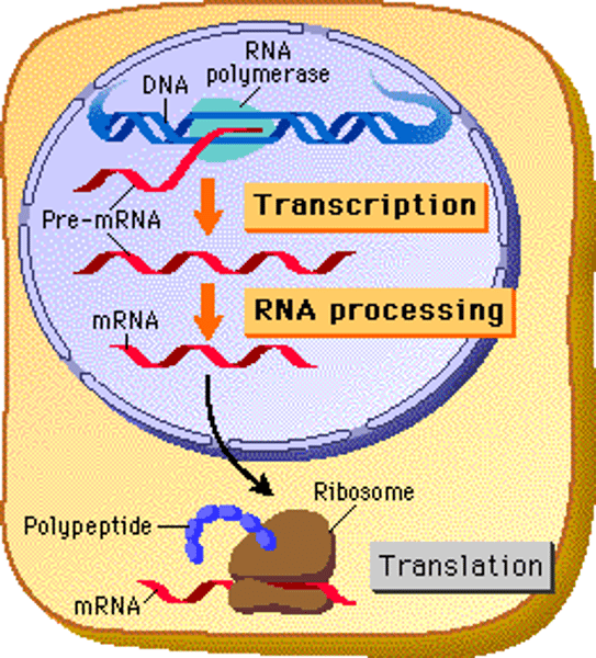 <p>Process by which mRNA is decoded and a protein is produced</p>