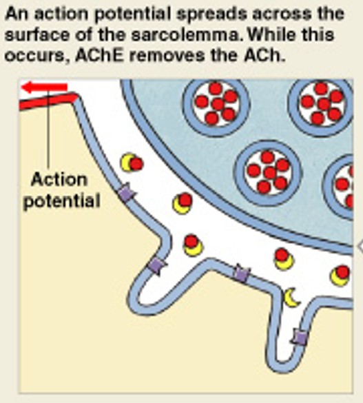 <p>Which step of muscle stimulation is:</p><ul><li><p>Action Potential in Sarcolemma</p></li></ul><p></p>