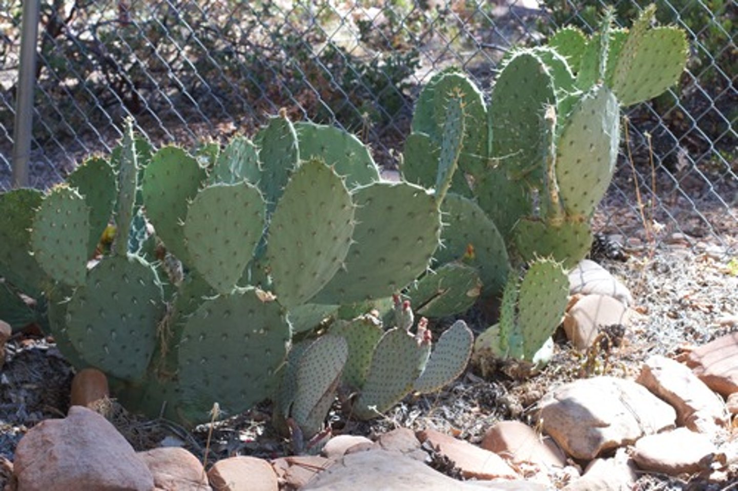 <p>Opuntia</p>