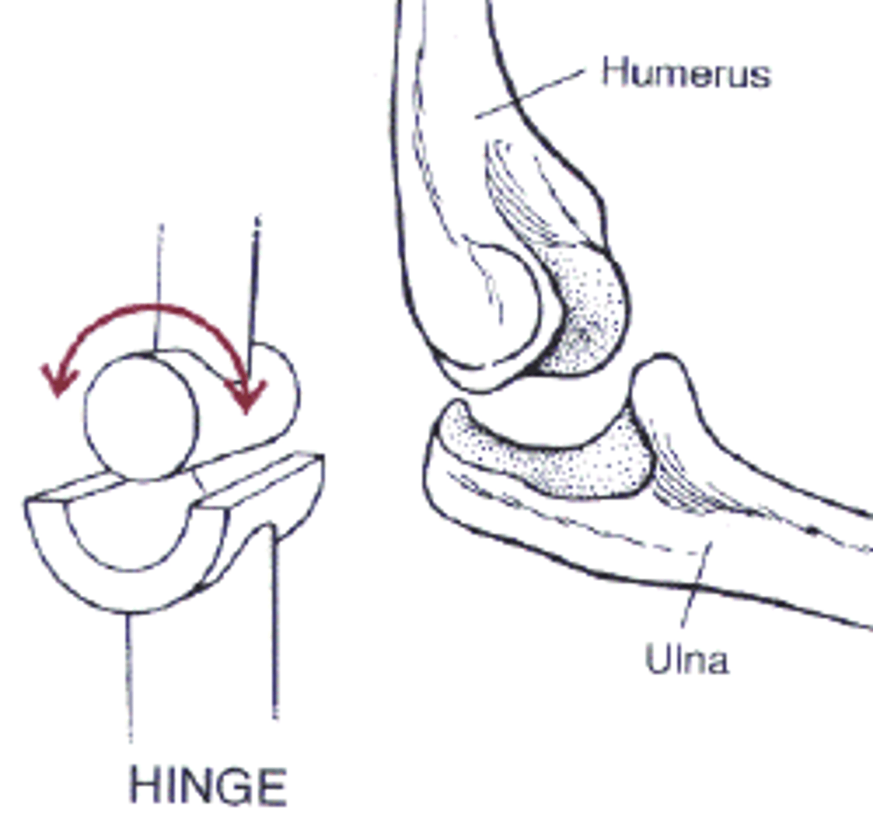 <p>movement in one plane</p><p>-pivot joint, hinge joint</p><p>ex) elbow</p>