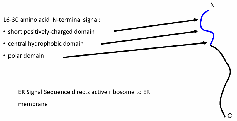 <ul><li><p>Domain of 16-30 amino acids needed </p></li><li><p>Sequence located at N-terminus carrying&nbsp;</p><ul><li><p>A short (+) domain&nbsp;</p></li><li><p>Hydrophobic domain&nbsp;</p></li><li><p>Polar domain&nbsp;</p></li></ul></li><li><p>Signal Sequence is produced first bc N-terminus&nbsp;</p><ul><li><p>First part of nascent protein translated&nbsp;</p></li></ul></li><li><p>2 roles:&nbsp;</p><ul><li><p>Targets protein to ER&nbsp;</p></li><li><p>Guides ribosome translating the protein to ER membrane&nbsp;</p></li></ul></li></ul><p></p>
