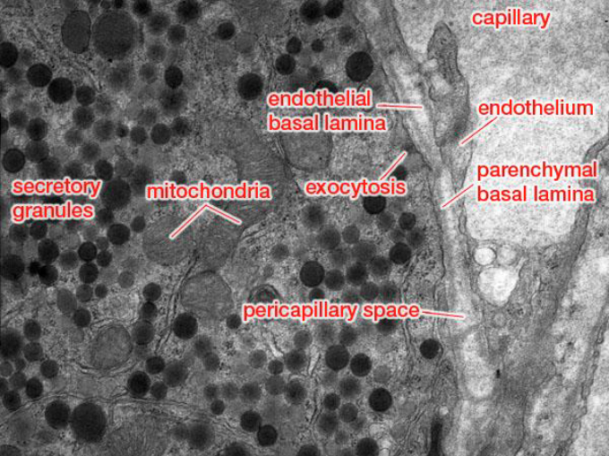 <p>Ultrastructure of the anterior pituitary: why is there a large pericapillary space? </p>