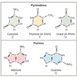 <p>includes:</p><ul><li><p><span>Pyrimidines: cytosine and thymine/uracil (one ring)</span></p></li><li><p><span>Purines: adenine + guanine (two rings)</span></p></li></ul><p></p>