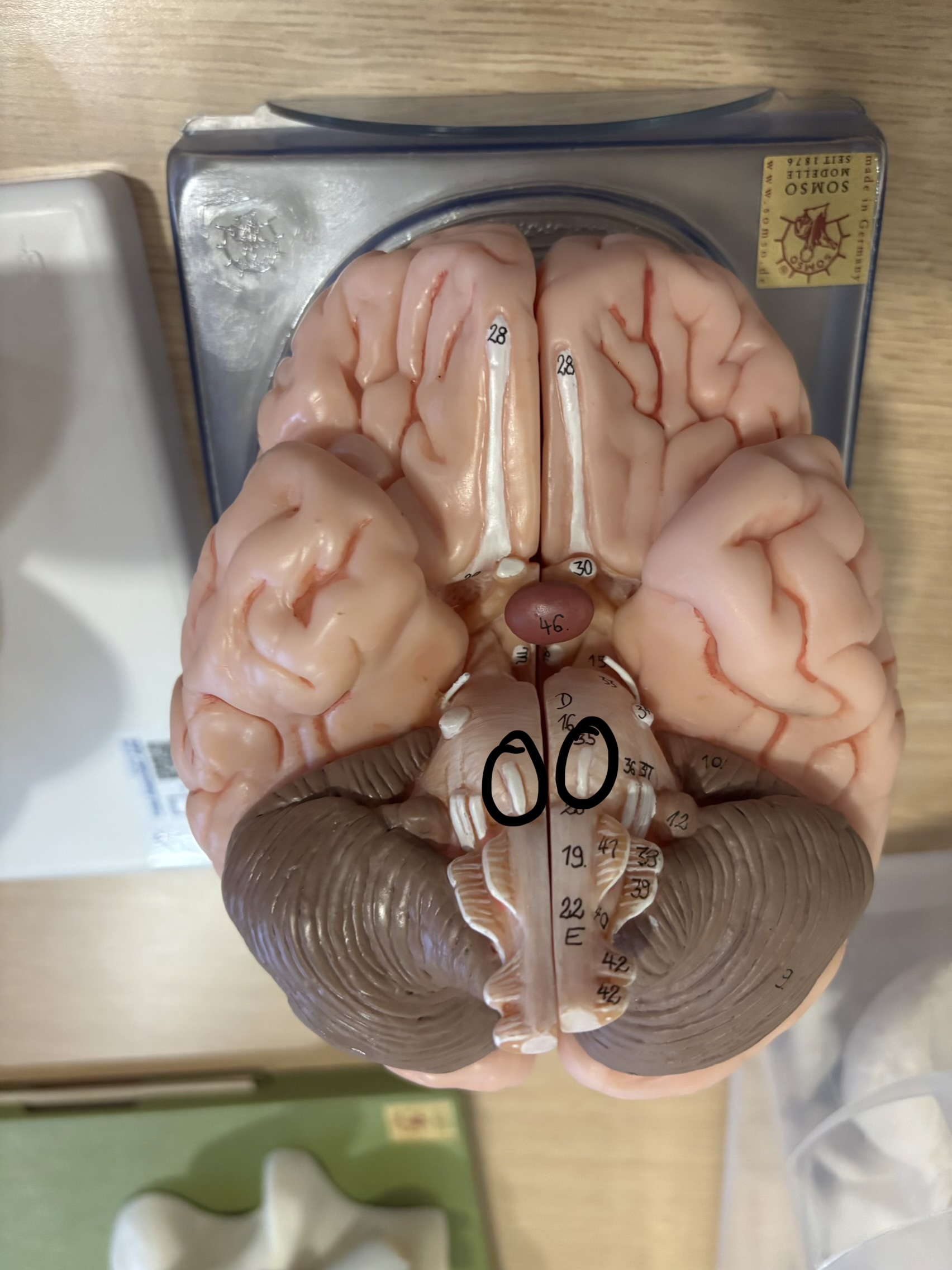 <p>What structure is this?</p>