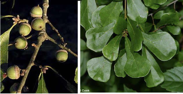 <p>Family<br>Genus<br>Species<br>Common Name</p>