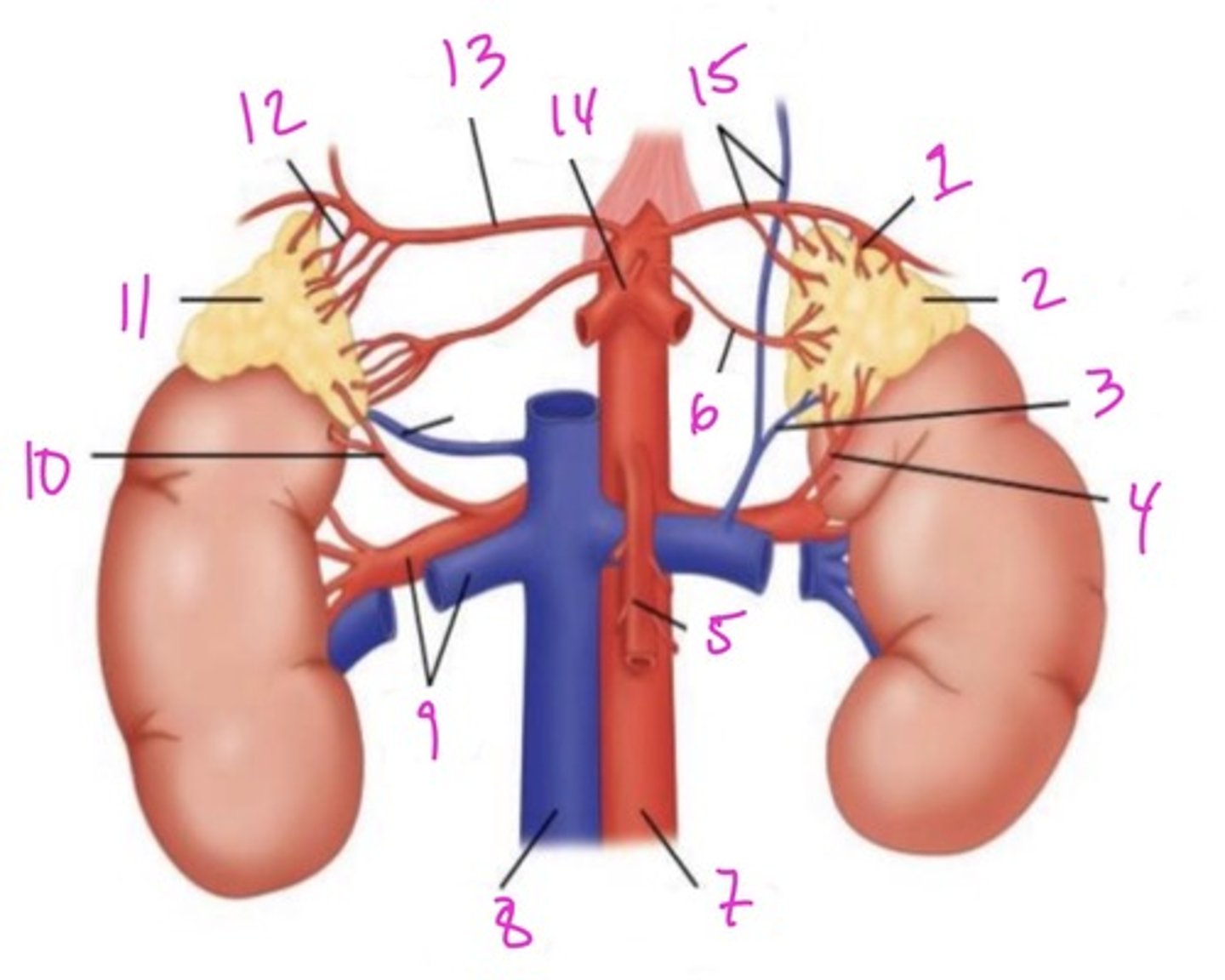 <p>12</p>