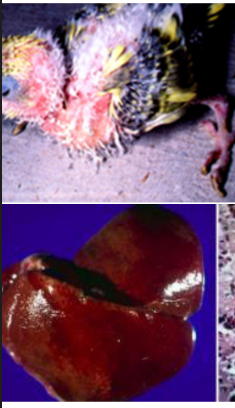 <ul><li><p>bird polyomavirus</p></li><li><p>abnormal/poor feather growth</p></li><li><p>depression, hemmorhage, anorexia, weight loss, ataxia, diarrhea and death</p></li><li><p>hepatitis</p></li></ul><p></p>