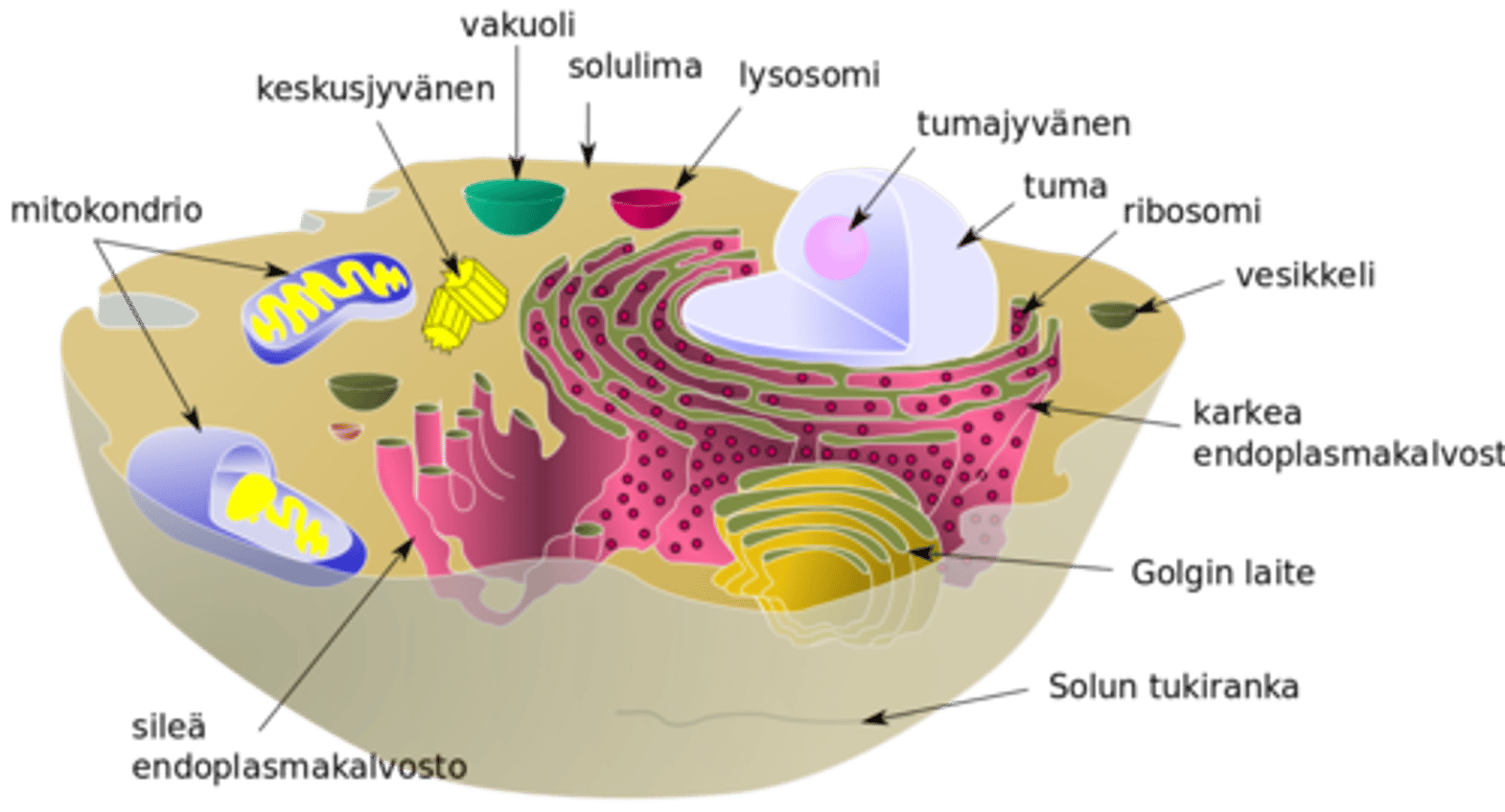 <p>Solu, jossa on tumakotelon ympäröimä tuma. Tumallisia eliöitä ovat alkueliöt, kasvit, sienet ja eläimet. (aitotumallinen) (eläimet, sienet, kasvit ja alkueliöt)</p>