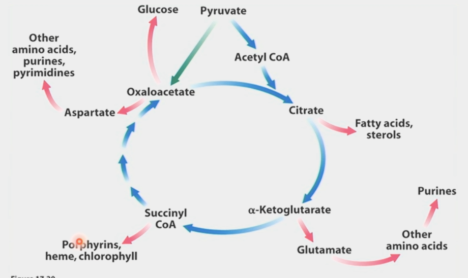 <ul><li><p>major oncogenes</p><ul><li><p>mutations in <strong>isocitrate dehydrogenase</strong> produce “oncogenic metabolite”</p></li><li><p>produces 2-hydroxy-glutarate instead of ⍺-Ketoglutarate</p></li><li><p><u>inhibits</u> histone demethylation → change in gene expression → cancer</p></li></ul></li><li><p>TCA metabolites → source of biosynthetic precursors &amp; cofactors</p><ul><li><p>fatty acids, sterols, glutamate, other amino acids, purines, etc…</p></li><li><p>exit of intermediates from citric acid cycle</p></li></ul></li></ul><p></p>