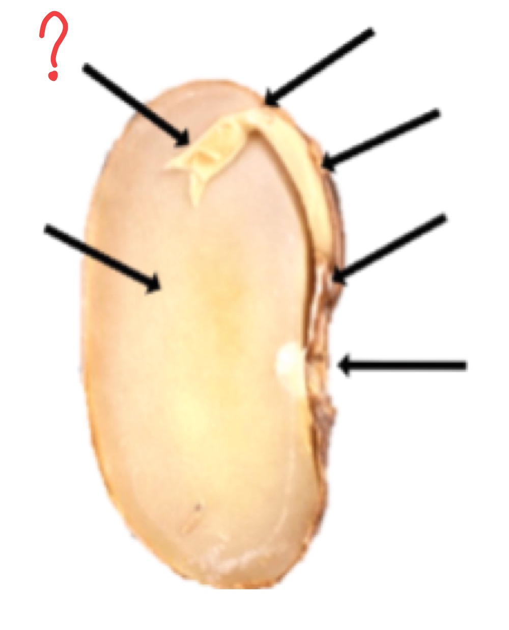 <p>What is this?</p>