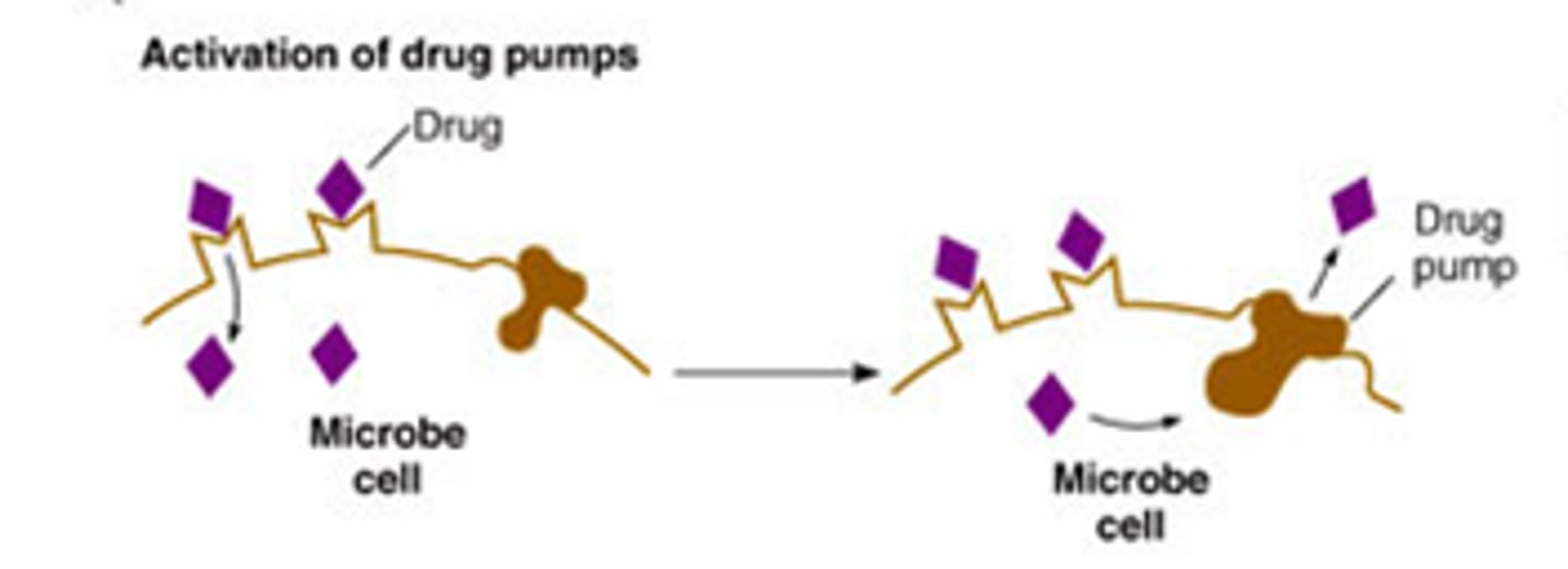 <p>protein structures on membrane pump drugs out of bacteria</p>