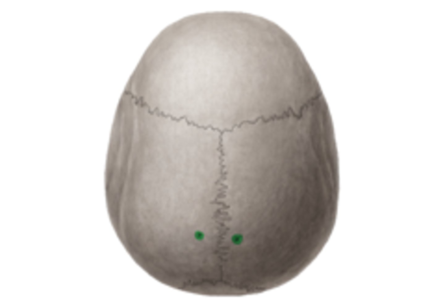<p>parietal emissary vein passage</p>