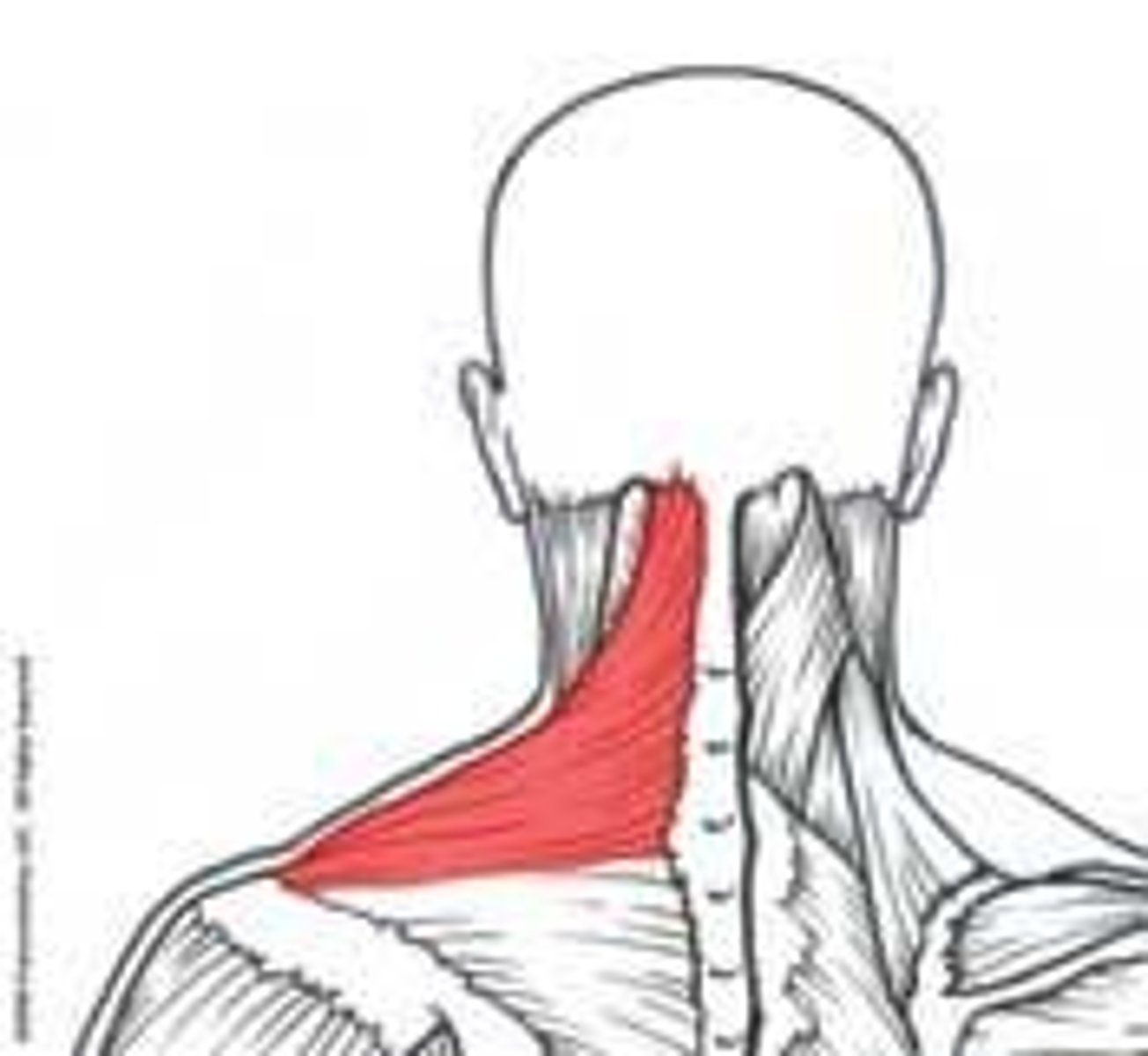 <p>originates on the occiput and nuchal ligament of the cervical vertebrae; inserts on the lateral third of the clavicle and the acromion process</p>