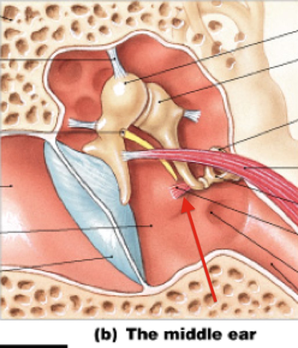 <p>the muscle attached to the stapes; tensing the stapedius decreases vibration</p>