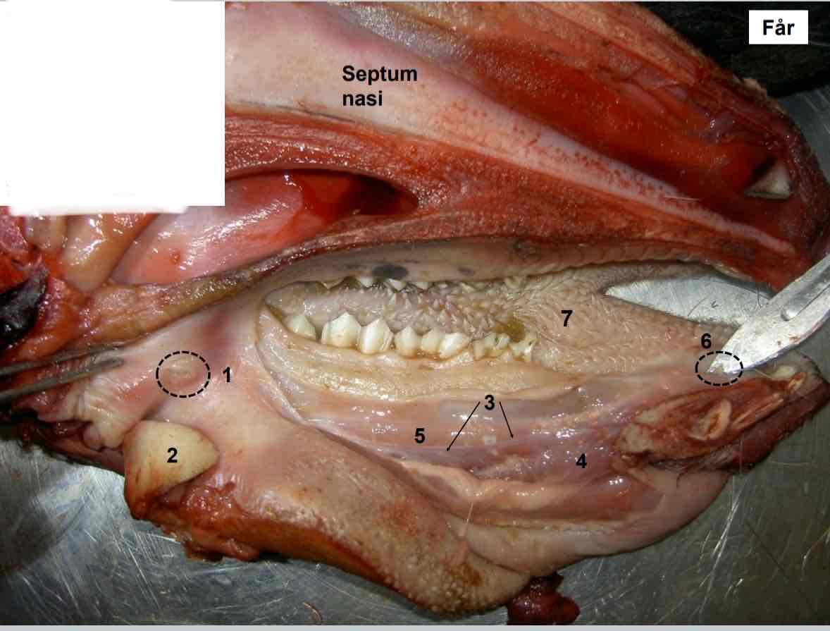 <p> nr 3</p>