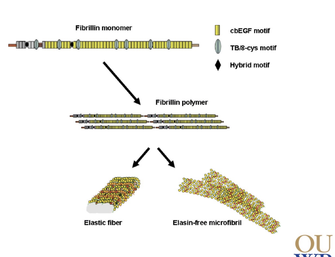 <ol><li><p>Microfibrils (elasin free): binds GFs like TGFB</p></li><li><p>Elastic fiber (with elasin): mediates elasticity</p></li></ol><p></p>