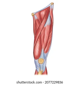 <p>What are the muscles of the quads origin and insertion </p>