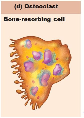 <p>break down bone to release calcium into the bloodstream</p>