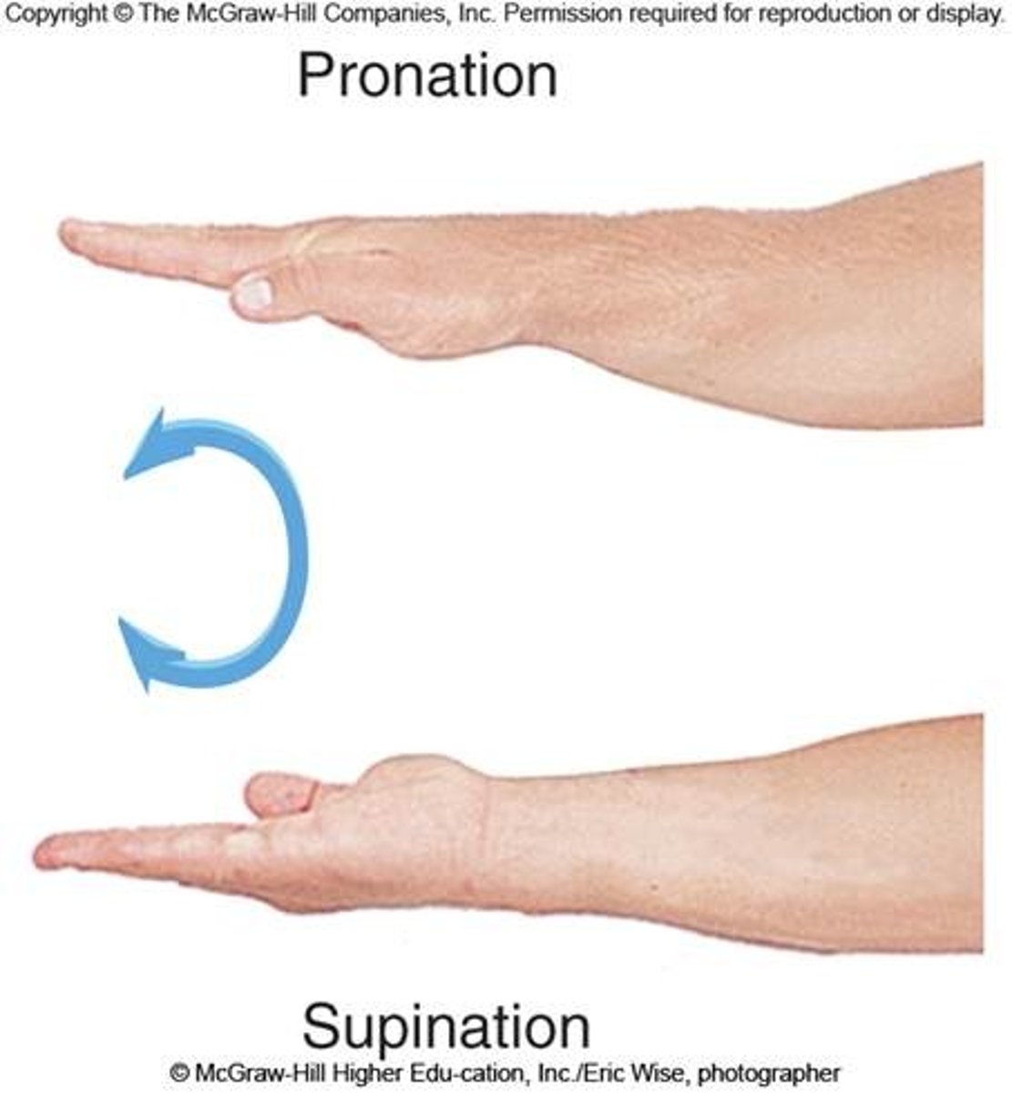 <p>turning the palm downward (dribble a ball)</p>