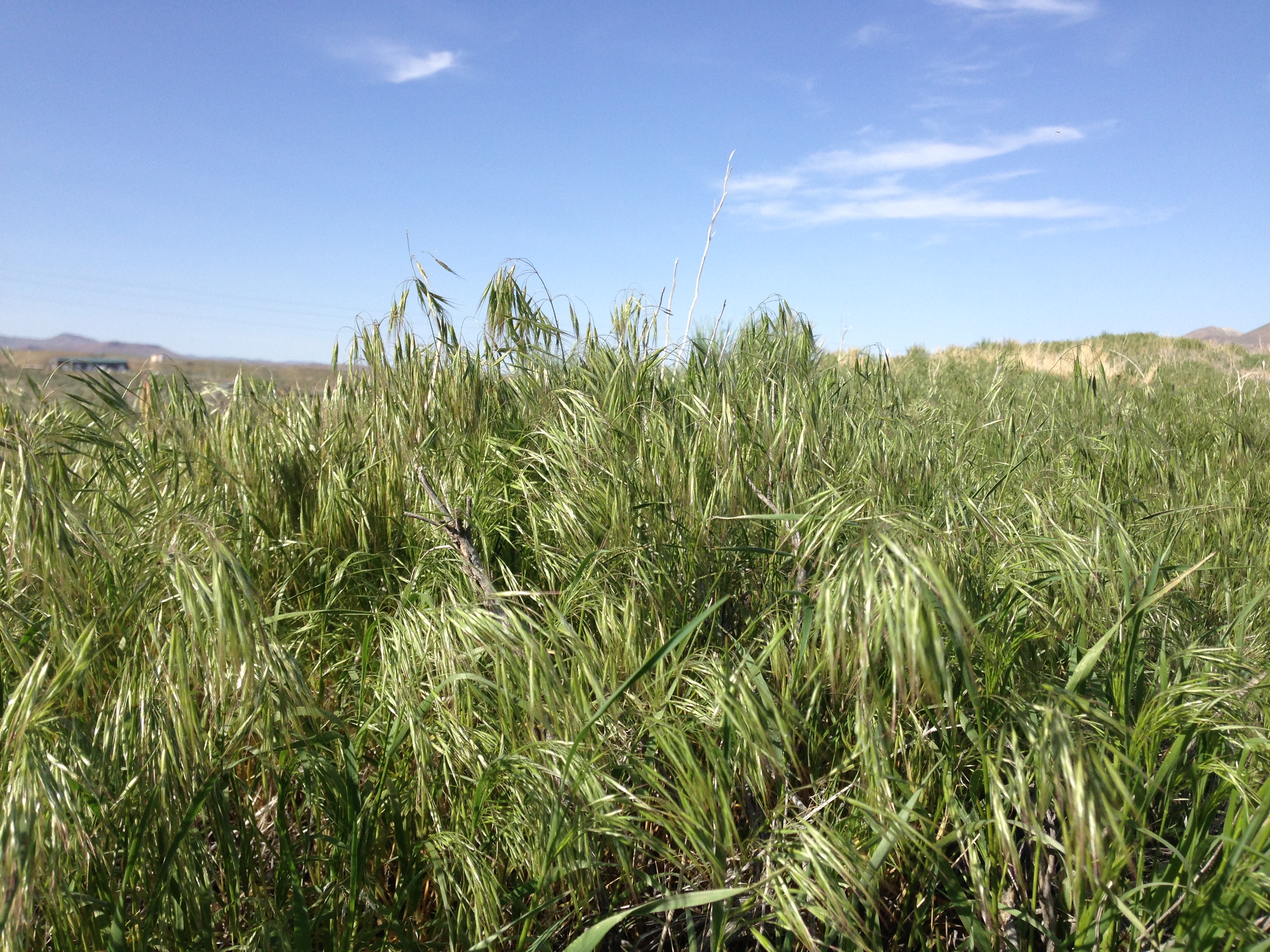 <p>An invasive species originating in Europe/Eurasia, introduced to the US in the late 1800s. It increases fire risk and affects western US sagebrush steppe &amp; Great Plains.</p>