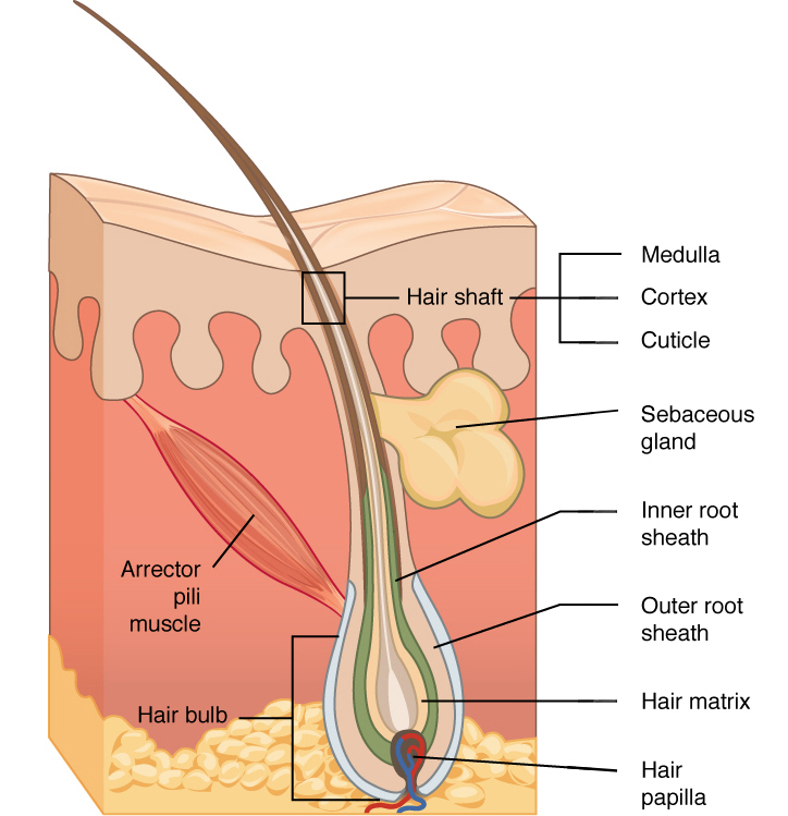 <p>the hair bulb, hair shaft, inner root sheath, outer root sheath, and sebaceous gland </p>