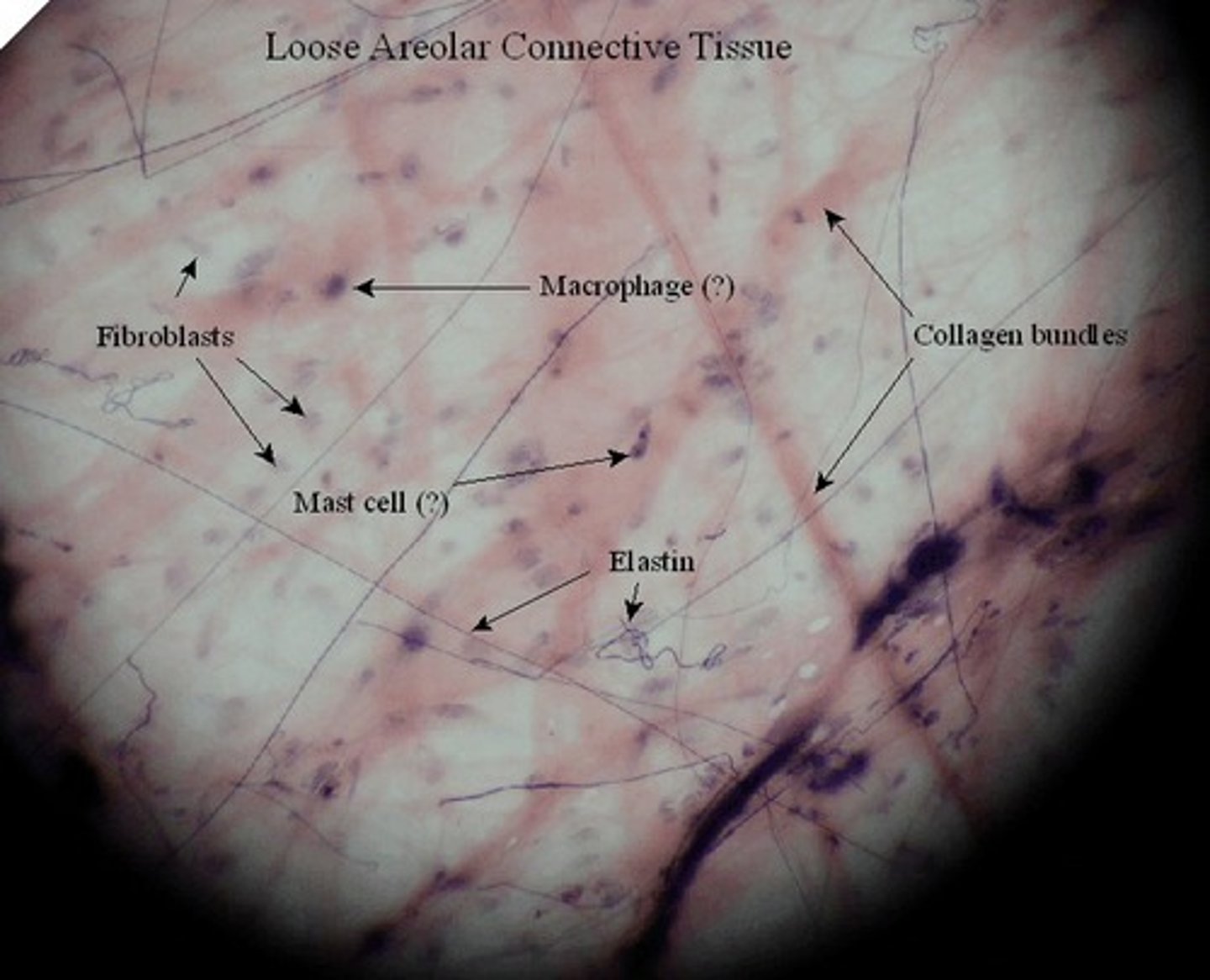 <p>basically looks like a web of loose connective tissue. not many stand out characteristics</p>