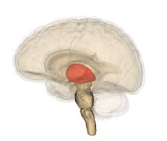 <p>a major clearinghouse for information going to and from the spinal cord and cerebrum</p>