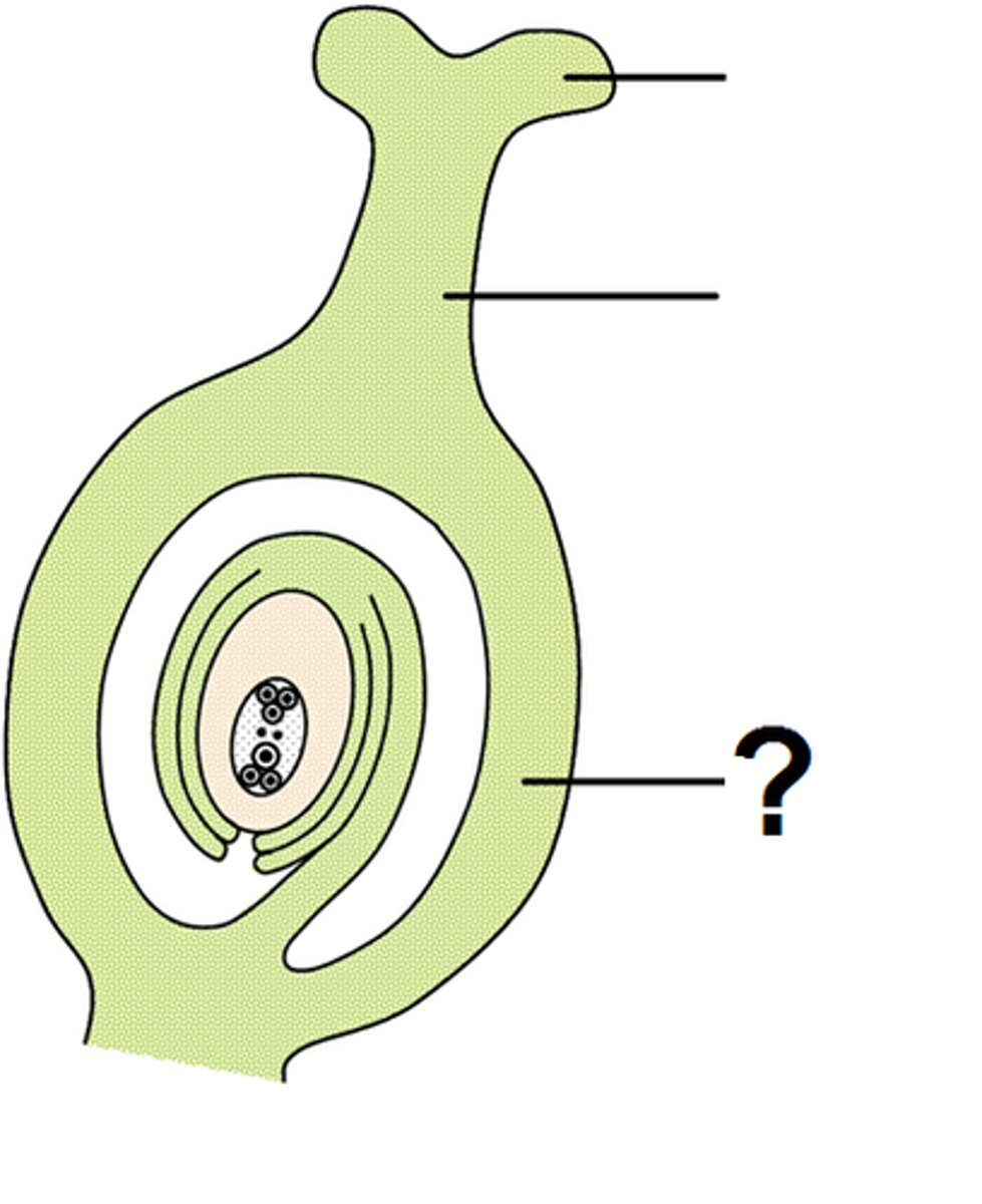 <p>A part of the female reproductive organ of a flower.</p>