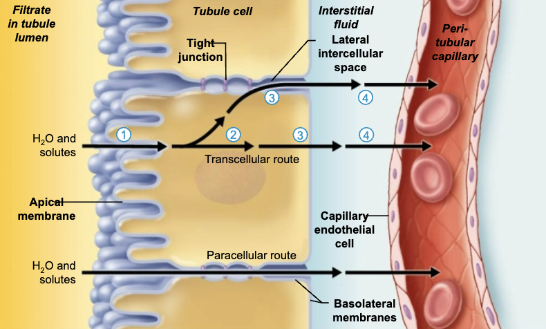 <ol><li><p>Transport across the <span style="color: purple;"><strong>apical membrane</strong></span></p></li><li><p>Diffusion through the <span style="color: purple;"><strong>cytosol</strong></span> </p></li><li><p>Transport across the <span style="color: purple;"><strong>basolateral membrane</strong></span><strong> </strong></p><ul><li><p>Often involves the lateral intercellular spaces because membrane transporters transport ions into these spaces </p></li></ul></li><li><p><strong>Movement through the </strong><span style="color: purple;"><strong>interstitial fluid</strong></span><strong> into the </strong><span style="color: purple;"><strong>capillary</strong></span><strong> </strong></p></li></ol><p></p>