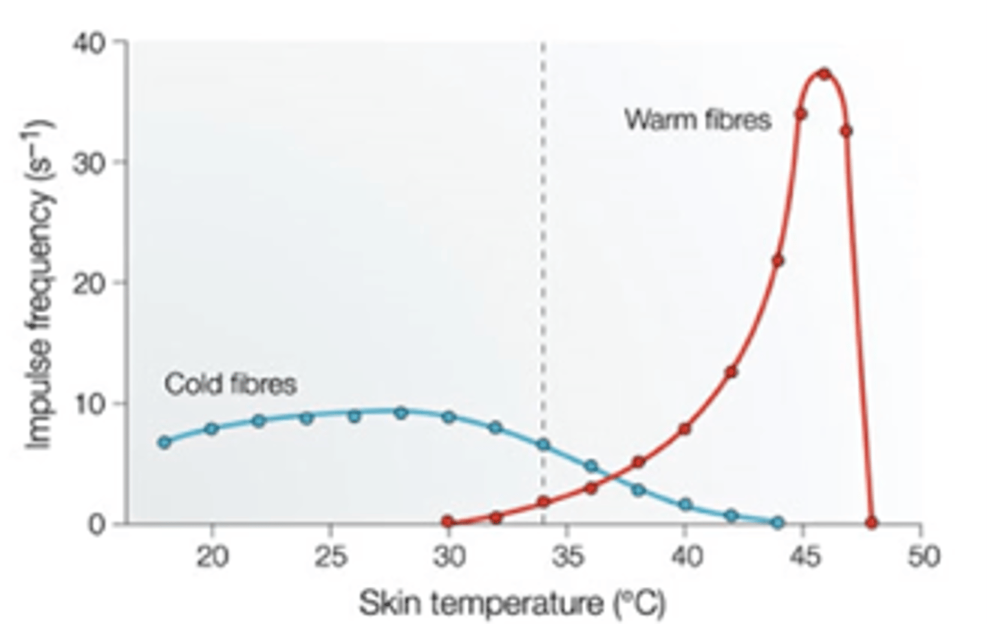 <p>- koude receptoren: meer actiepotentialen bij temp &lt; 37,5 °C</p><p>- warme receptoren: meer actiepotentialen bij temp &gt; 37,5 °C</p><p>- gelijke hoeveelheid actieve warmte- en koude receptoren bij temp van 37°C</p>