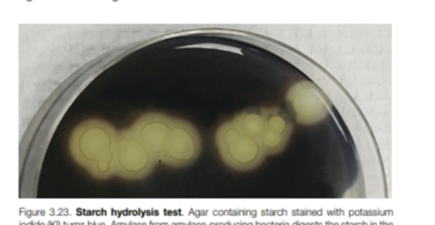 <p>determines if bacteria produces amylase</p>