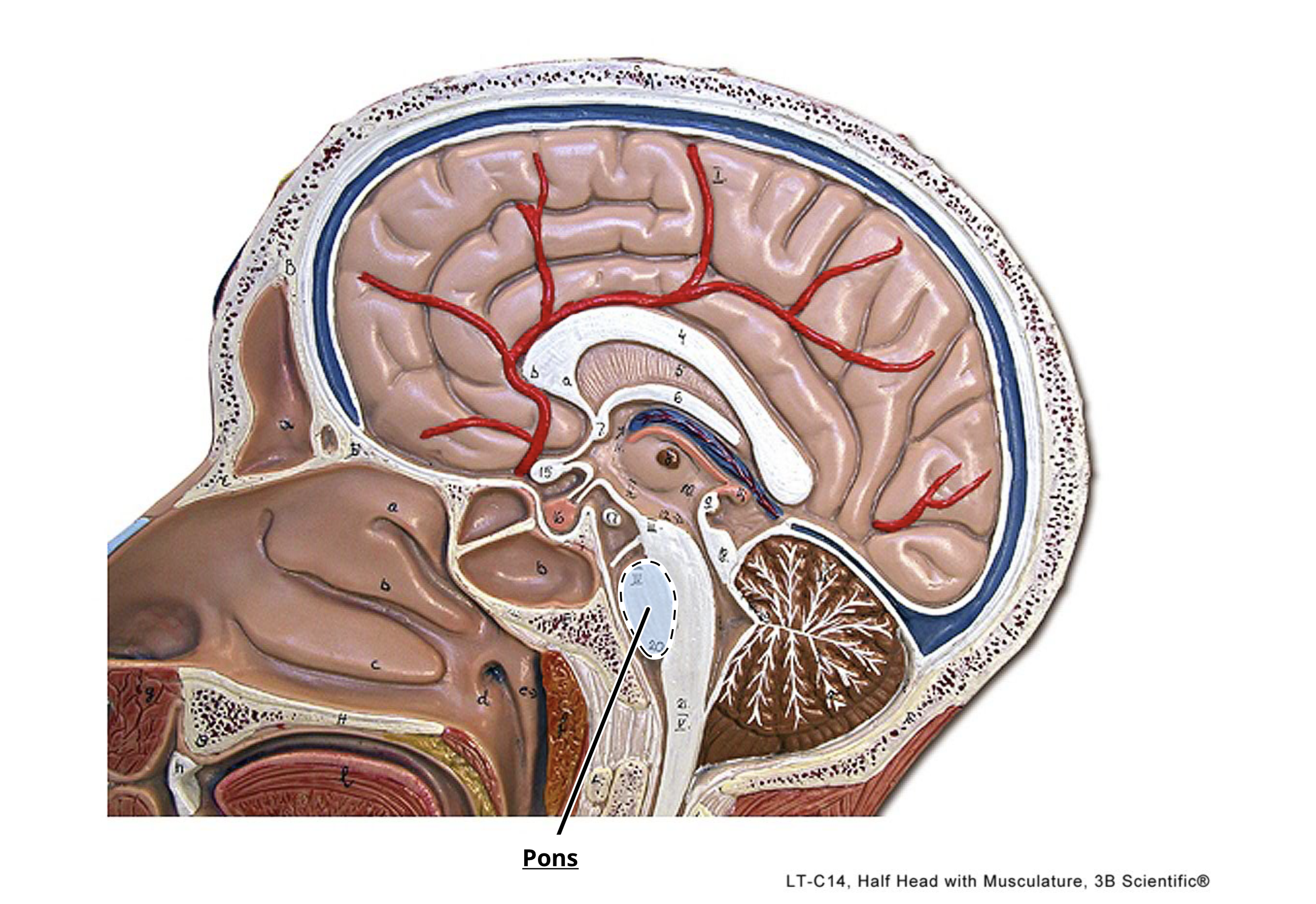 <p>pons</p>