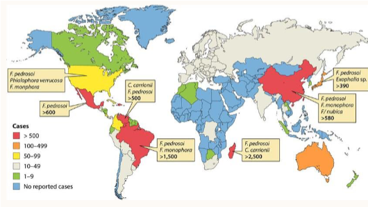<ul><li><p><span><span>Fonsecaeae pedrosoi</span></span></p></li><li><p><span><span>Cladophialophora carrionii</span></span></p></li><li><p><span><span>Phialophora verrucosa</span></span></p></li><li><p><span><span>Rhinocladiella aquaspersa</span></span></p></li><li><p><span><span>Exophiala jeanselmei</span></span></p></li><li><p><span><span>Exophiala spinifera</span></span></p></li></ul><p></p>