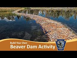 <p>A beaver dam causes a pond to form, lightning starts a fire that destroys the forest, a volcano covers an area in lava and ash, a coastal area is flooded from a hurricane or rising sea levels</p>