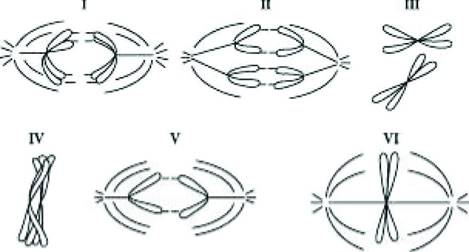 <p><span style="font-family: arial, helvetica, sans-serif">Cells from a diploid protist with n=1 are followed through mitosis and meiosis. The drawings in the figure below represent the chromosomes. Refer to the drawings and answer the following question(s)…</span></p><p></p><p><span style="font-family: arial, helvetica, sans-serif">Which diagram represents anaphase I of meiosis?</span></p>
