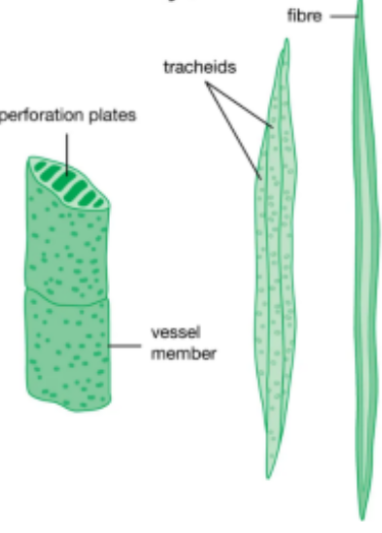 <p><span>Transports water and nutrients from the roots to different parts of the plants</span></p>