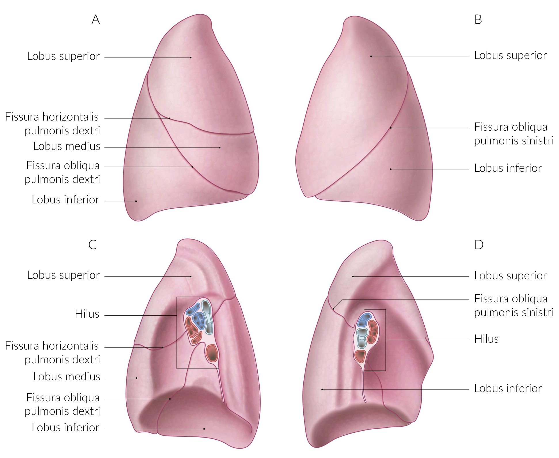 <p>B. Parallel to the 4th rib</p>