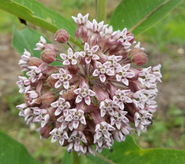 <p>Caterpillars the feast on the Asclepias spp, and stores the toxin as an a adult. </p>