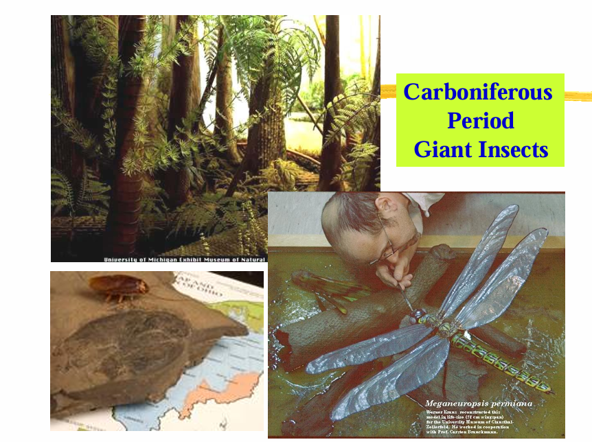 <p>Carboniferous Period (360-286 Ma)</p>