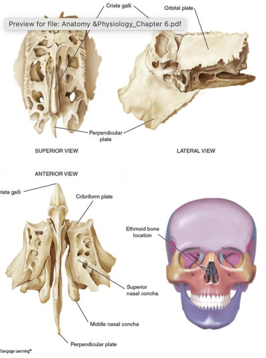 <ul><li><p>the core of the skull and face</p></li><li><p>complex, delicate structure</p></li></ul><p></p>