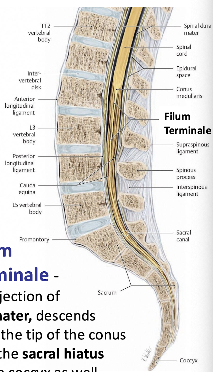 <p>projection of the pia mater,  extending from the conus medullaris to the coccyx</p>