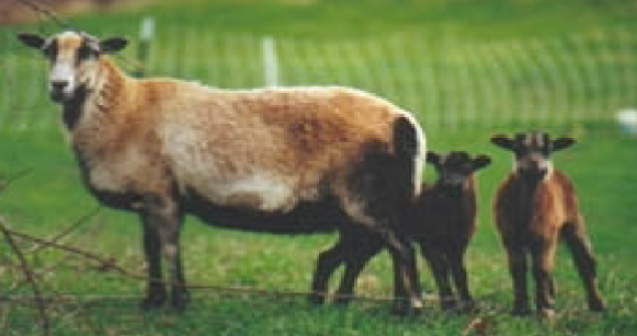 <p>white, horned breed; essentially a white Barbado</p>