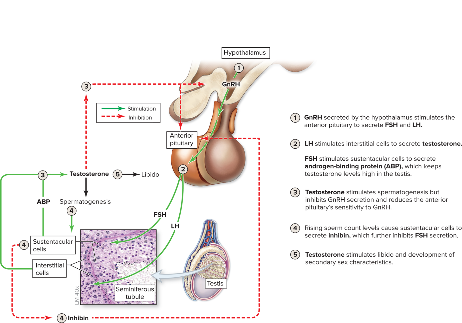 <ol><li><p>GnRH by hypothalamus, ant pituitary secretes FSH and LH</p></li><li><p>LH stim interstitial cells to secrete testosterone, FSH stims ABP so testosterone in testis high</p></li><li><p>testosterone stim spermatogensis, inhibit GnRH</p></li><li><p>rising sperm count levels = sustentacular cells secrete inhibin so less FSH</p></li><li><p>testosterone stim libido and development of 2ndary sex characteristics</p></li></ol><p></p>