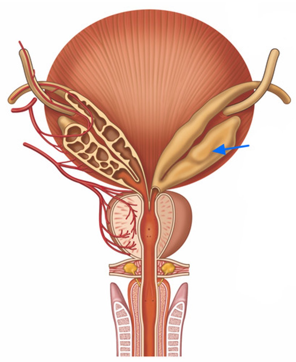 <p>ID Structure Marked with the Blue Arrow</p>