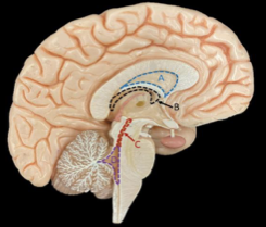 <p>Identify the structure labeled C. </p>