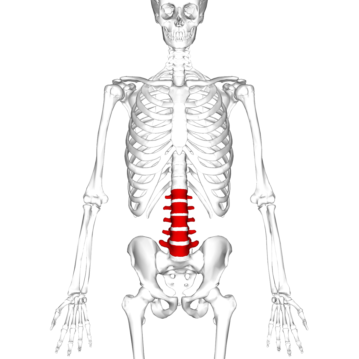 <p>Anatomy of Human Skeleton</p>