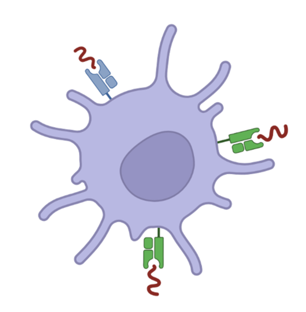 <p>De er de mest potente APC'er.</p><p>De aktivere:</p><p>- Naive T celler</p><p>-Effektor T celler</p><p>-Memory T celler</p><p>Modne findes i lymfeknuder og milt.</p><p>Umodne findes i det perifere væv.</p>