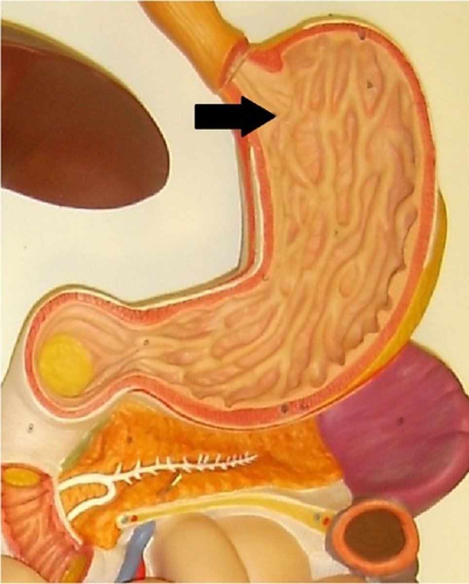 <p>entrance area (not a sphincter)</p>