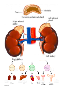 <p><strong>Located on top of each kidney</strong></p><p> - Produce hormones you can not live without </p><p> - Mediate short- and long-term responses to stress</p><p><strong>Two Parts: </strong></p><ol><li><p><u> Adrenal Cortex</u></p></li></ol><ul><li><p>outer part</p></li></ul><ol start="2"><li><p><u>Adrenal Medulla</u></p></li></ol><ul><li><p>inner part</p></li></ul><p></p>