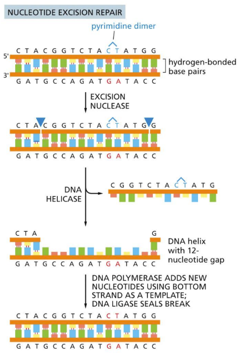 <p><span>Removing a ~30 nucleotide chunk of affected strand&nbsp;</span></p><ul><li><p class="Paragraph SCXW39524446 BCX0" style="text-align: left"><span>A protein recognize a dimer begins this repair (DETECTION)&nbsp;</span></p><ul><li><p class="Paragraph SCXW39524446 BCX0" style="text-align: left"><span>The errors produce a atypical “bulky lesion” (not normal for DNA helix&nbsp;</span></p><ul><li><p class="Paragraph SCXW39524446 BCX0" style="text-align: left"><span>Large multienzyme complexes see the lesion and cleave out the phosphodiester backbone&nbsp;&nbsp;</span></p></li><li><p class="Paragraph SCXW39524446 BCX0" style="text-align: left"><span>DNA pol. Helicase, and ligase go to single strand to copy over&nbsp;</span></p></li></ul></li></ul></li></ul><ul><li><p class="Paragraph SCXW39524446 BCX0" style="text-align: left"><span>Steps (REPAIR PROCESS):&nbsp;</span></p></li></ul><ol><li><p class="Paragraph SCXW39524446 BCX0" style="text-align: left"><span>Helicase unwinds local duplex&nbsp;</span></p></li></ol><ol start="2"><li><p class="Paragraph SCXW39524446 BCX0" style="text-align: left"><span>Excision nuclease cleaves on both sides of damage leaving a gap of ~30 nucleotides&nbsp;</span></p></li></ol><ol start="3"><li><p class="Paragraph SCXW39524446 BCX0" style="text-align: left"><span>DNA polymerase and ligase finish job&nbsp;</span></p></li></ol><p></p>